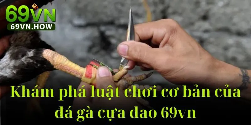 Đá Gà Cựa Dao 69vn: Hướng Dẫn Toàn Tập Cho Tân Thủ 3 Đá Gà Cựa Dao 69vn: Hướng Dẫn Toàn Tập Cho Tân Thủ
