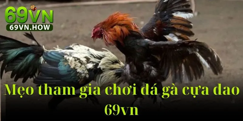 Đá Gà Cựa Dao 69vn: Hướng Dẫn Toàn Tập Cho Tân Thủ 5 Đá Gà Cựa Dao 69vn: Hướng Dẫn Toàn Tập Cho Tân Thủ