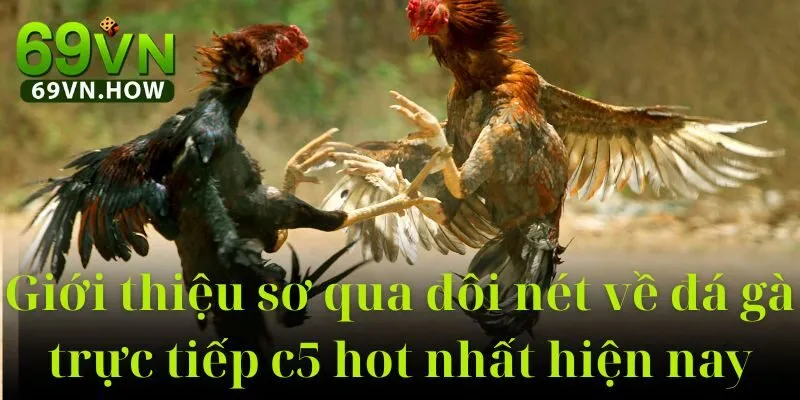 Đá Gà Trực Tiếp C5 69vn: Sân Chơi Cá Cược Đỉnh Cao 2 Đá Gà Trực Tiếp C5 69vn: Sân Chơi Cá Cược Đỉnh Cao