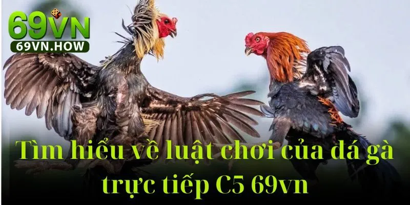 Đá Gà Trực Tiếp C5 69vn: Sân Chơi Cá Cược Đỉnh Cao 3 Đá Gà Trực Tiếp C5 69vn: Sân Chơi Cá Cược Đỉnh Cao