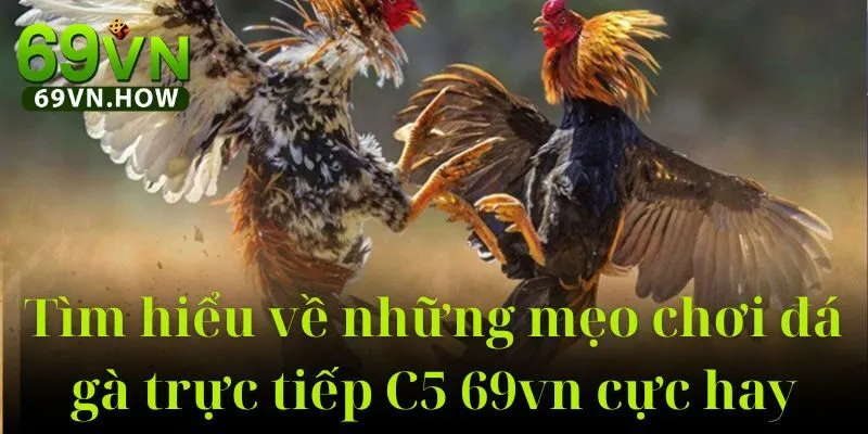 Đá Gà Trực Tiếp C5 69vn: Sân Chơi Cá Cược Đỉnh Cao 5 Đá Gà Trực Tiếp C5 69vn: Sân Chơi Cá Cược Đỉnh Cao