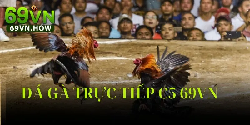 Đá Gà Trực Tiếp C5 69vn: Sân Chơi Cá Cược Đỉnh Cao 