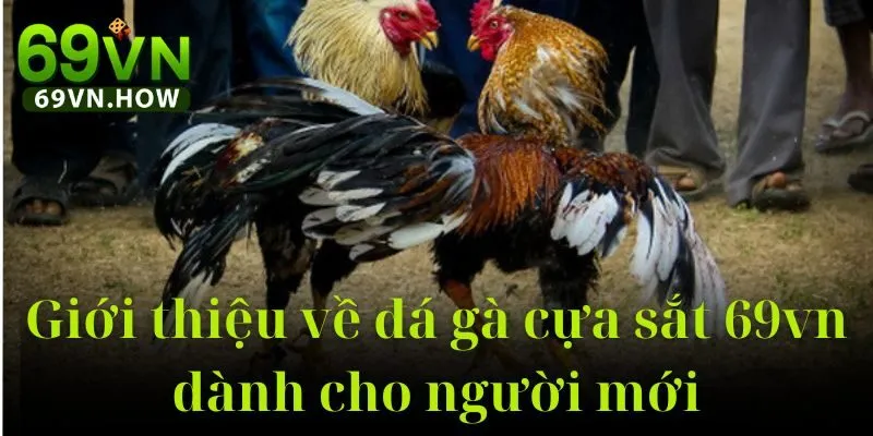 Đá Gà Cựa Sắt 69vn: Trải Nghiệm Đỉnh Cao Năm 2025 2 Đá Gà Cựa Sắt 69vn: Trải Nghiệm Đỉnh Cao Năm 2025