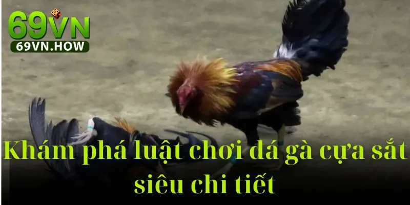 Đá Gà Cựa Sắt 69vn: Trải Nghiệm Đỉnh Cao Năm 2025 3 Đá Gà Cựa Sắt 69vn: Trải Nghiệm Đỉnh Cao Năm 2025