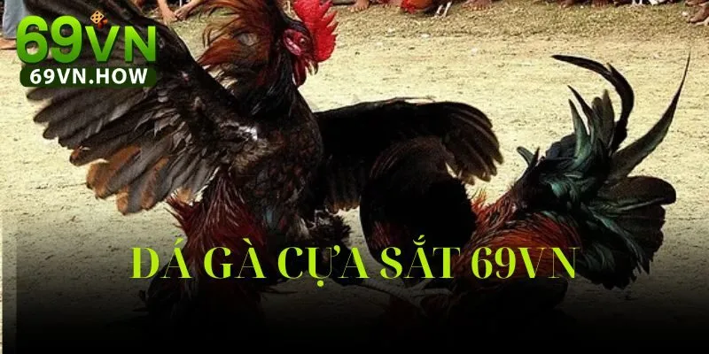 Đá Gà Cựa Sắt 69vn: Trải Nghiệm Đỉnh Cao Năm 2025