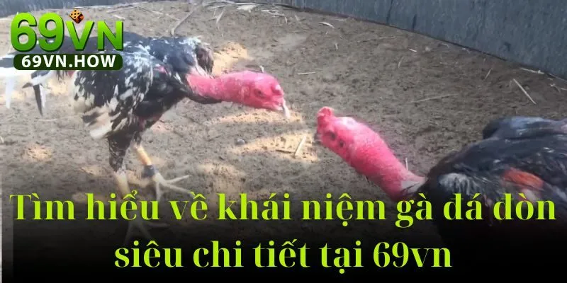 Gà Đá Đòn 69vn – Sân Chơi Truyền Thống Kết Hợp Hiện Đại 2 Gà Đá Đòn 69vn – Sân Chơi Truyền Thống Kết Hợp Hiện Đại