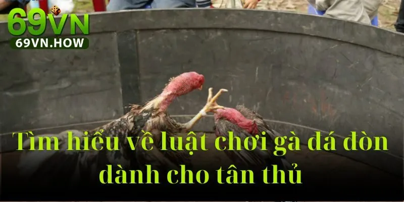 Gà Đá Đòn 69vn – Sân Chơi Truyền Thống Kết Hợp Hiện Đại 3 Gà Đá Đòn 69vn – Sân Chơi Truyền Thống Kết Hợp Hiện Đại