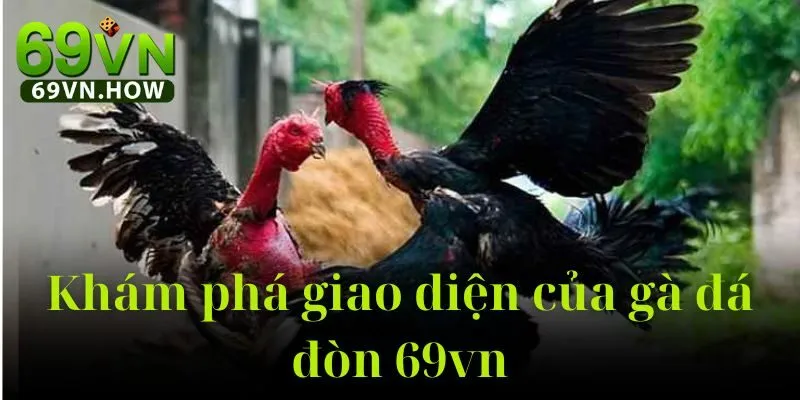 Gà Đá Đòn 69vn – Sân Chơi Truyền Thống Kết Hợp Hiện Đại 4 Gà Đá Đòn 69vn – Sân Chơi Truyền Thống Kết Hợp Hiện Đại