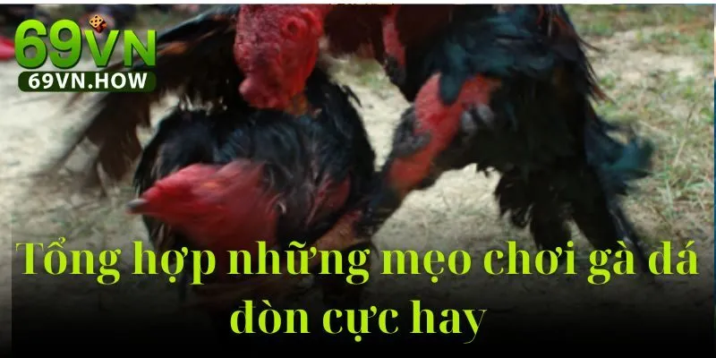 Gà Đá Đòn 69vn – Sân Chơi Truyền Thống Kết Hợp Hiện Đại 5 Gà Đá Đòn 69vn – Sân Chơi Truyền Thống Kết Hợp Hiện Đại
