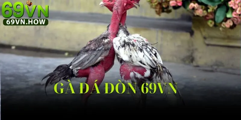 Gà Đá Đòn 69vn – Sân Chơi Truyền Thống Kết Hợp Hiện Đại