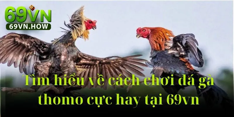 Đá Gà Thomo 69vn: Hướng Dẫn Toàn Diện Cho Người Mới 2 Đá Gà Thomo 69vn: Hướng Dẫn Toàn Diện Cho Người Mới