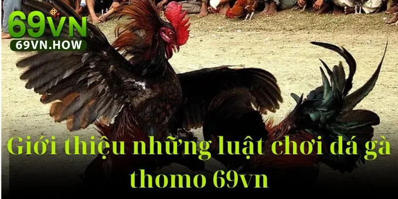 Đá Gà Thomo 69vn: Hướng Dẫn Toàn Diện Cho Người Mới 3 Đá Gà Thomo 69vn: Hướng Dẫn Toàn Diện Cho Người Mới