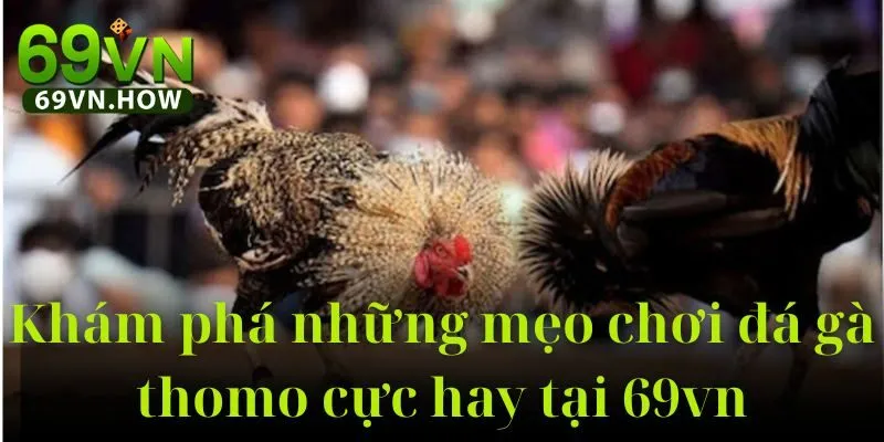 Đá Gà Thomo 69vn: Hướng Dẫn Toàn Diện Cho Người Mới 5 Đá Gà Thomo 69vn: Hướng Dẫn Toàn Diện Cho Người Mới